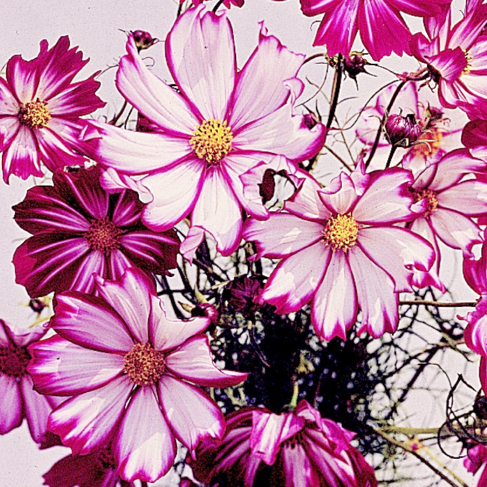 Cosmos Seeds - Candy Stripe
